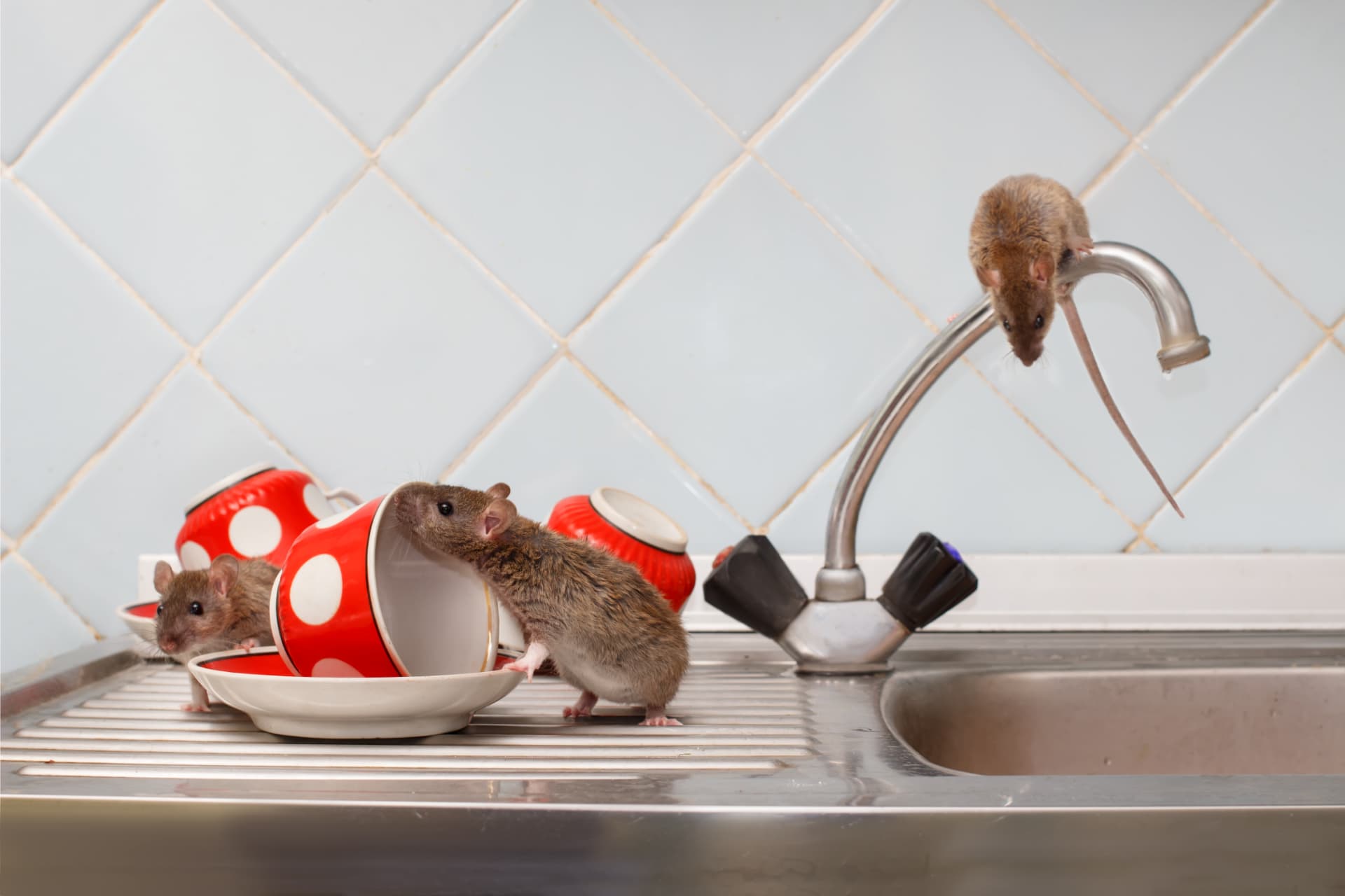 A rat emerging from a hole chewed through an apartment baseboard