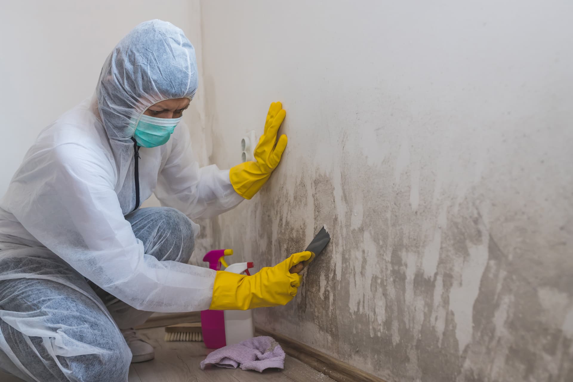 Mold remediation professional removing toxic mold from a rental wall