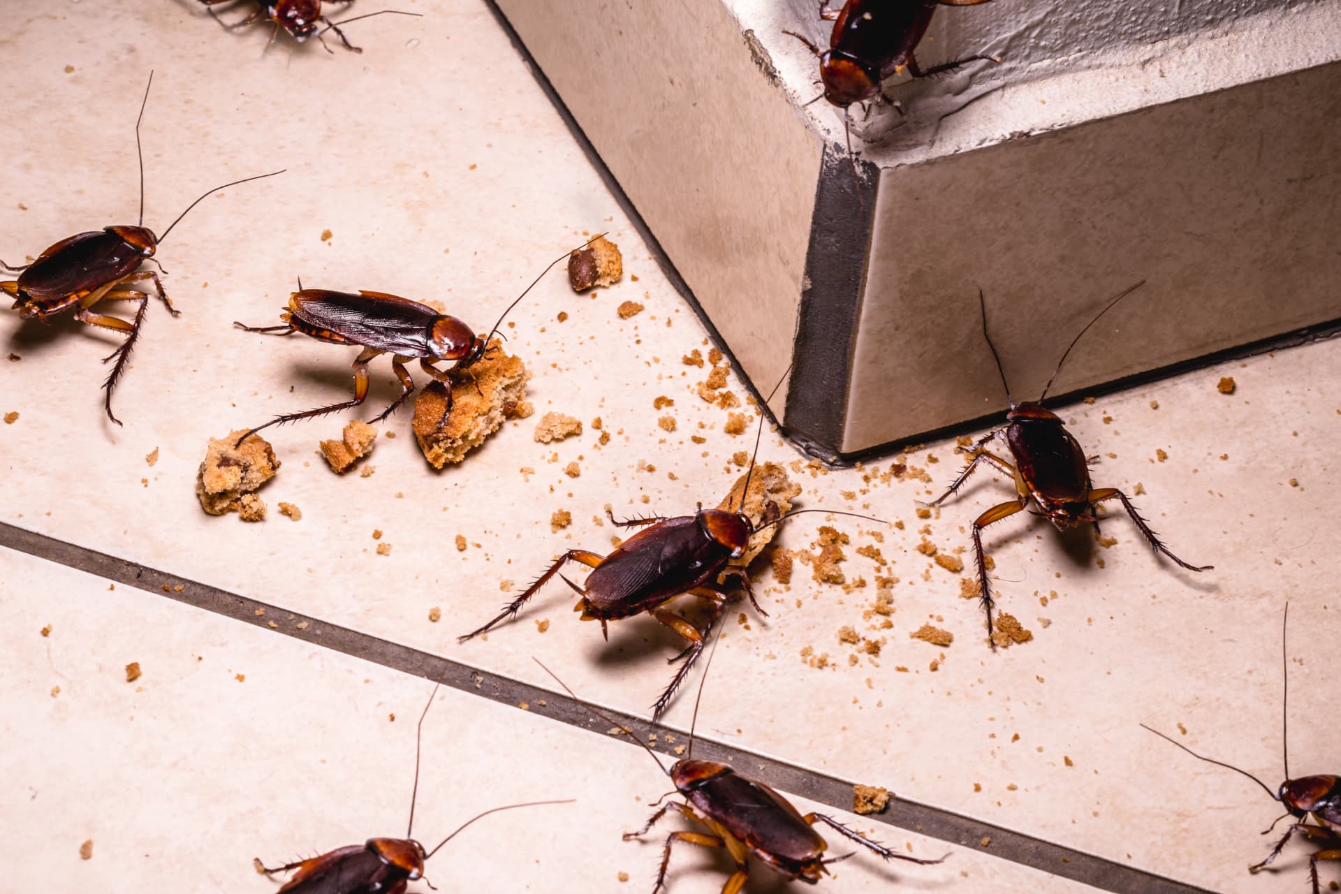 Cockroaches on the floor of a dark rental kitchen at night
